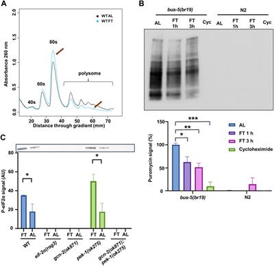 The integrated stress response protects against ER stress but is not required for altered translation and lifespan from dietary restriction in Caenorhabditis elegans